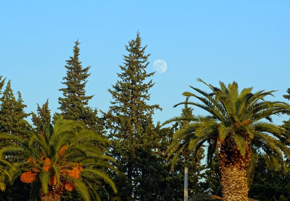 Green landscape palms