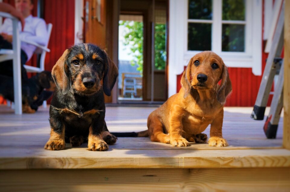 Love sweet animals