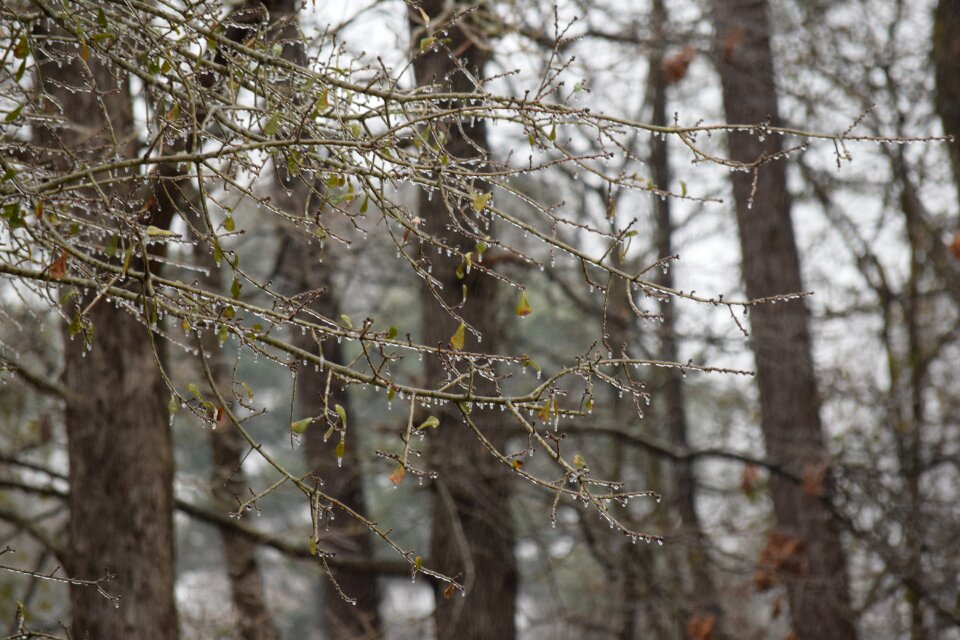 Frozen branches ice winter