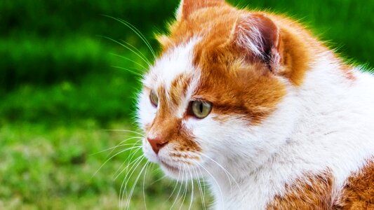 Animal cute cat