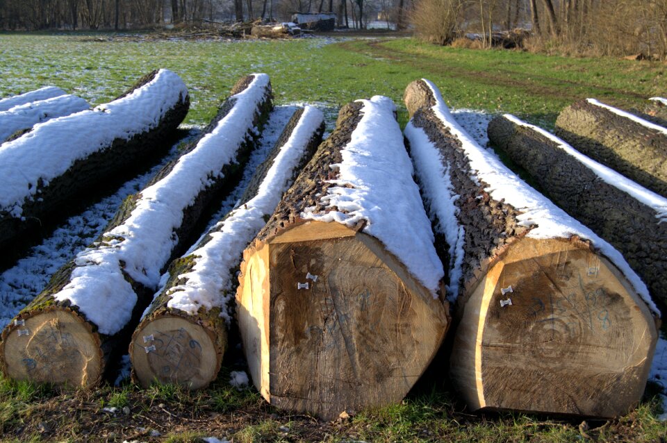 Wood cold snowy