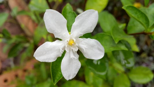 Flowers spring white