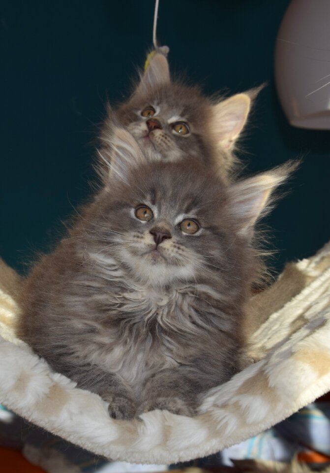 Kitten fluffy mammal