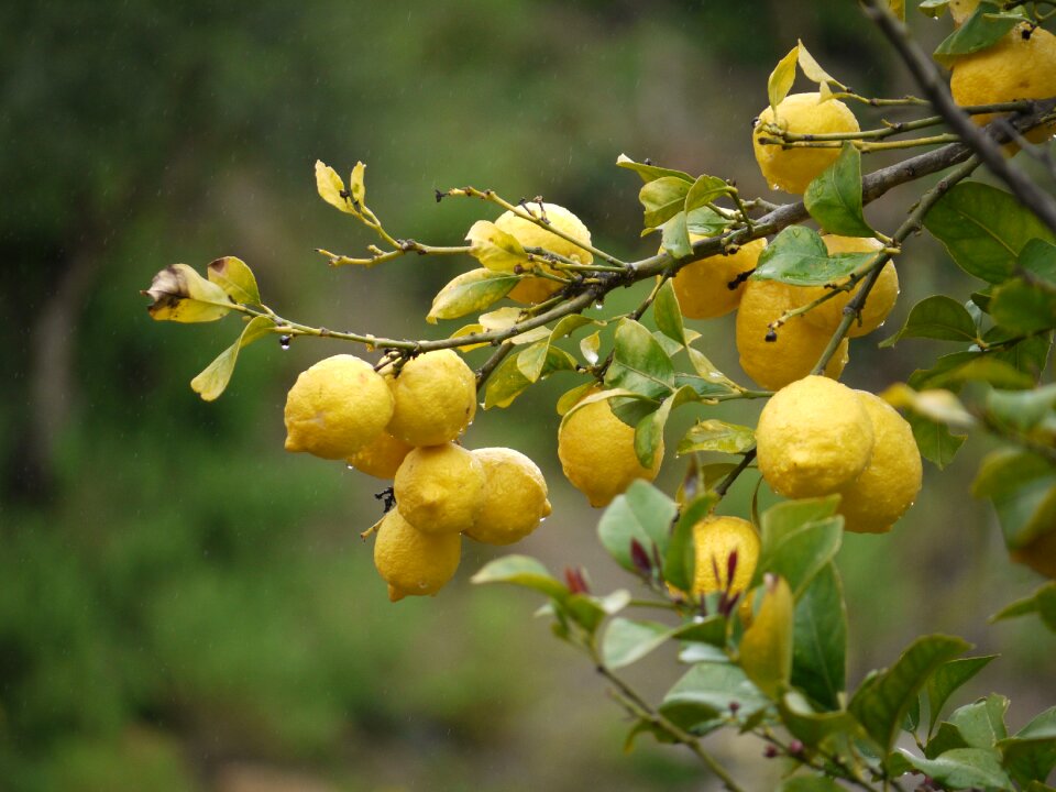 Yellow fruits and vegetables