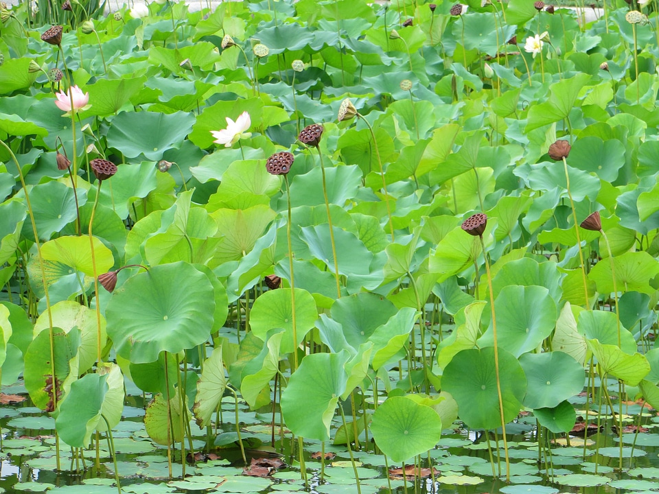 Flower lotus white water lily