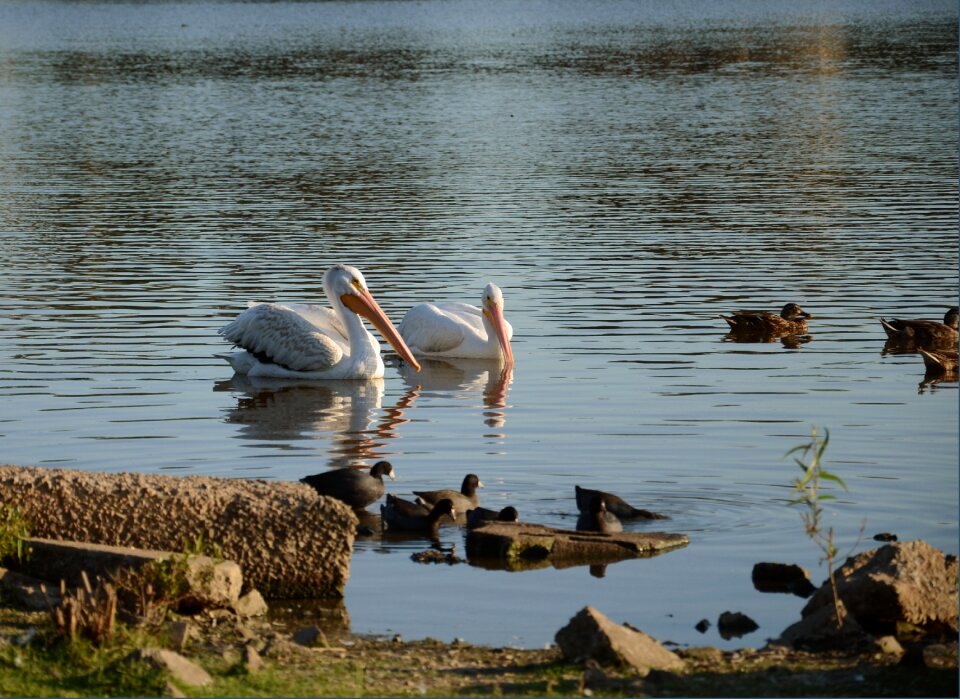 Beak water feathers
