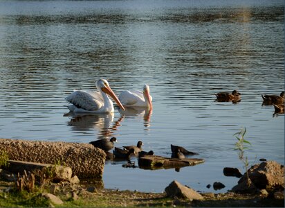 Beak water feathers