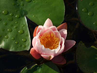 Aquatic plants waterlilies natural park