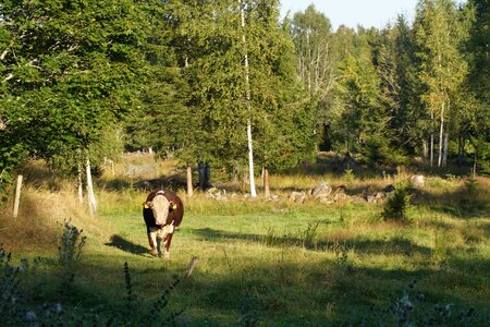 Forest nature animals
