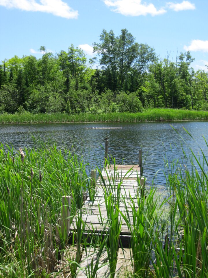 Lake summer nature