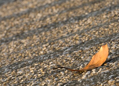 Shadow lonely leaf autumn