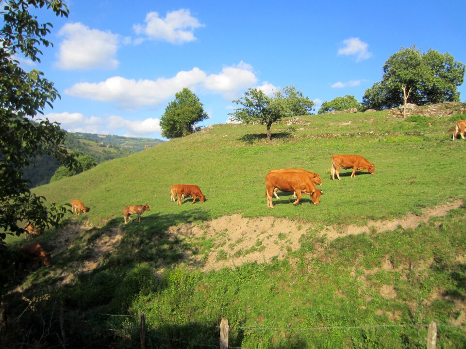 Green mountain cattle