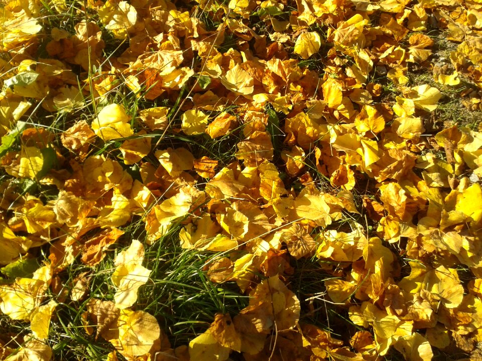 Season fall colors meadow
