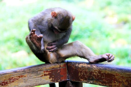 Zhangjiajie monkey scratching