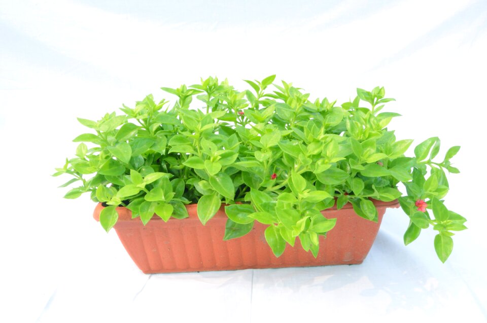 Potted plants green vegetable