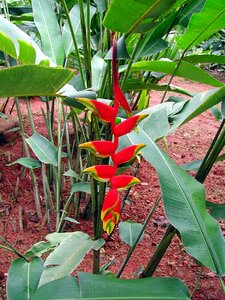Exotic red exotic plant