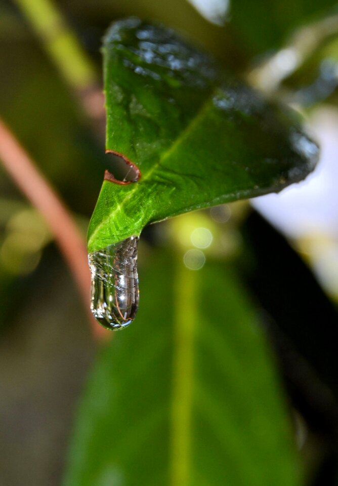 Cherry laurel nature icicle
