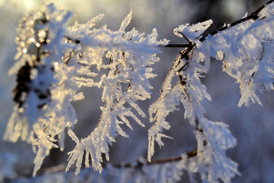 Public record nature wintry