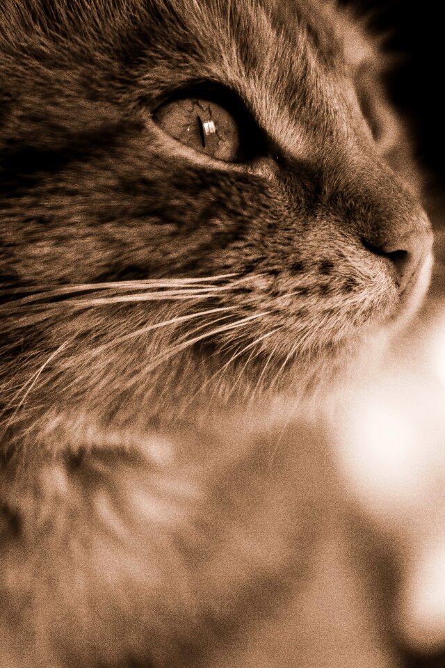 Black and white eye beauty