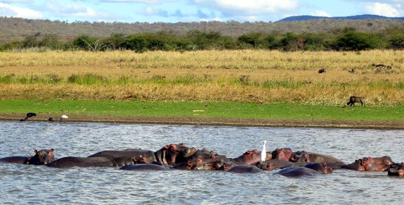 Safari wildlife animal photo