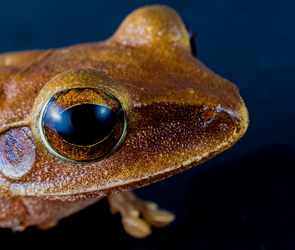Anuran frog amphibians