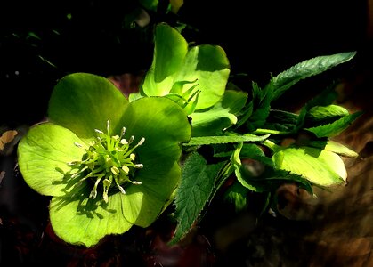Spring helleborus green leaves photo