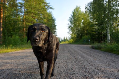 Dirt road country summer photo