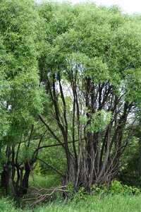 Nature landscape greens