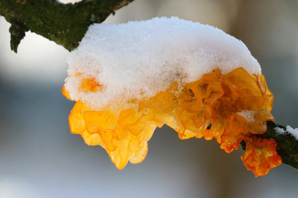 Yellow branch winter