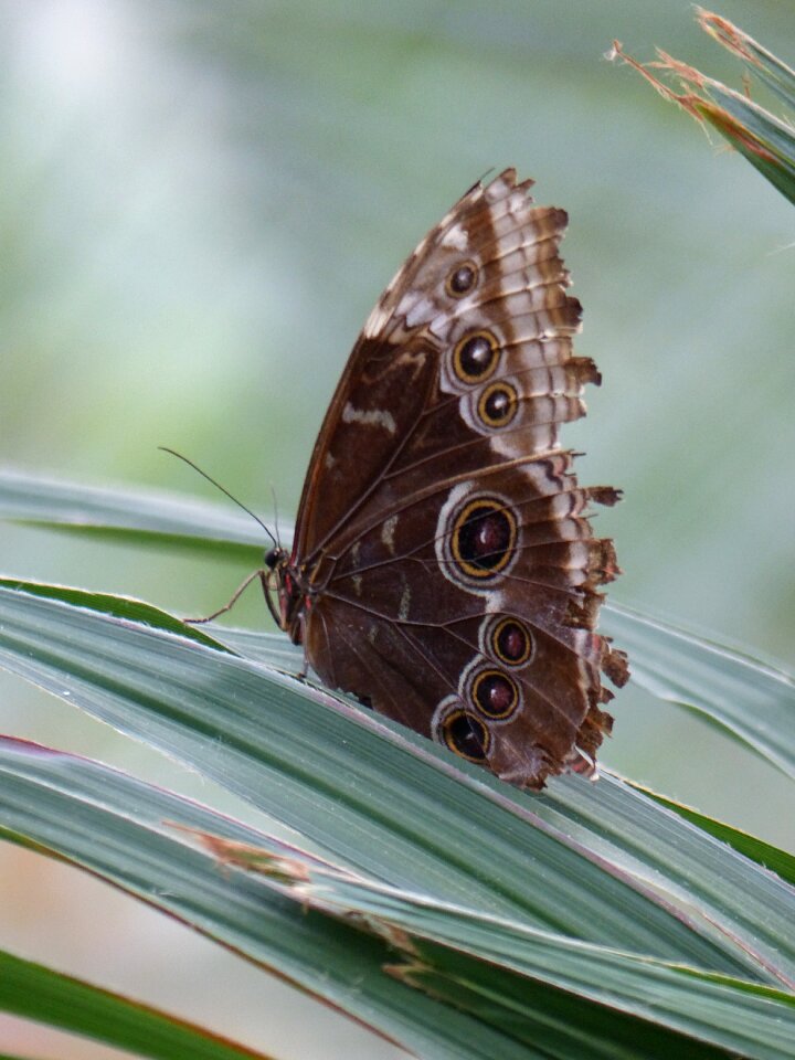 Close up butterfly insect