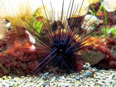 Toxic ocean floor marine life
