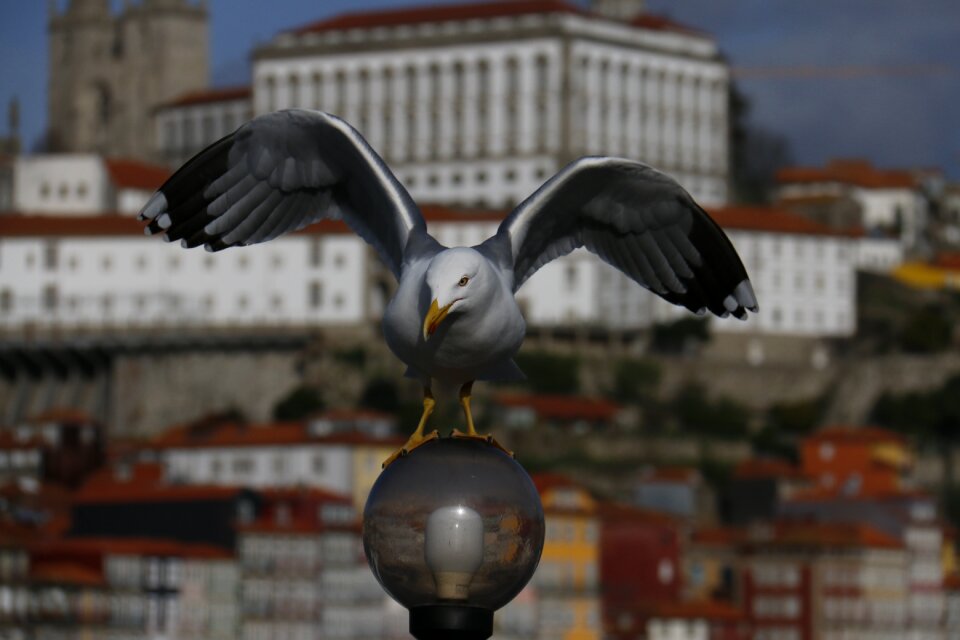 Seagull flying over the city city tour