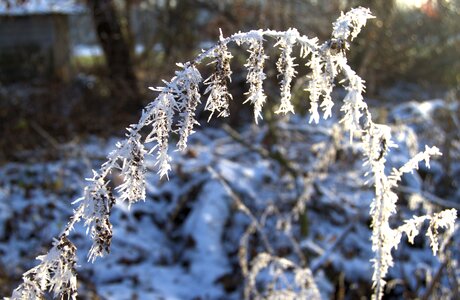 Nature wintry frost