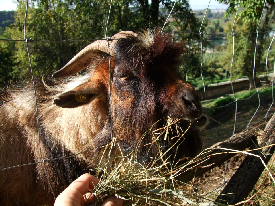 Animal italy horns