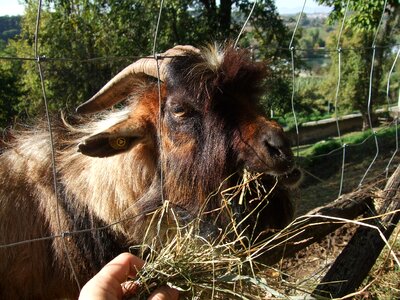 Animal italy horns