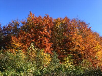 Golden autumn fall color trees photo