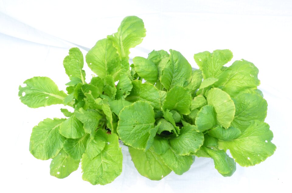 Vegetable green green plants