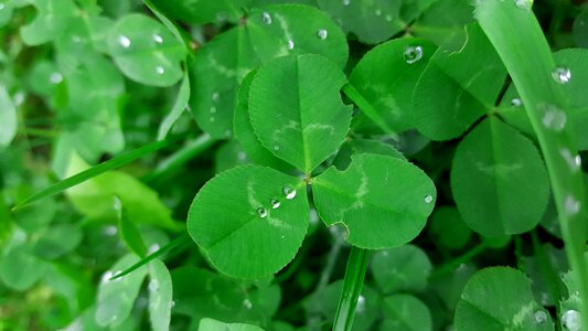 Four leaf clover kleelätter lucky clover