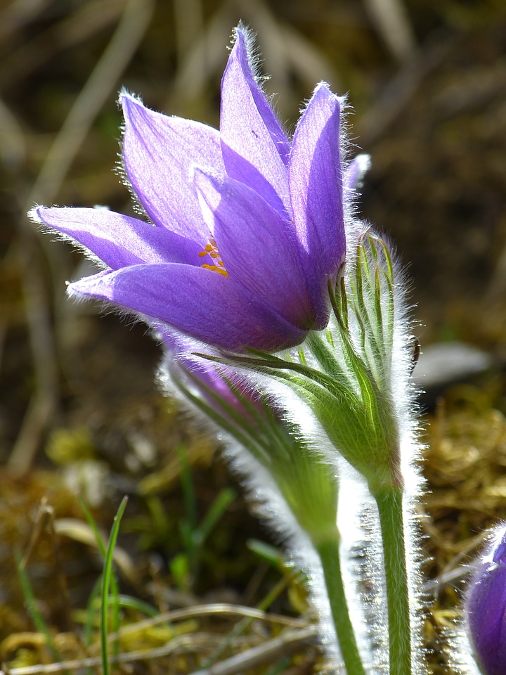 Flower purple blue
