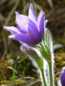 Flower purple blue