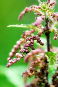 Seeds wild herbs nettle leaf
