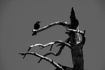 Animal nature black photo