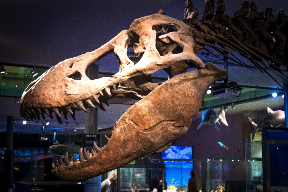 T-rex tyrannosaurus bone