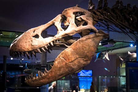 T-rex tyrannosaurus bone photo