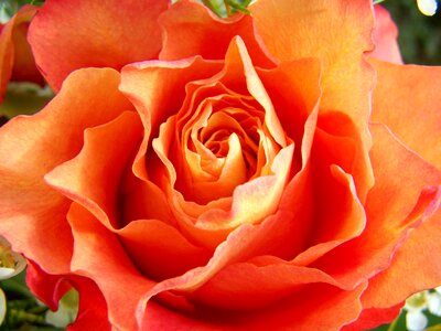 Rose orange-pink cut flower photo