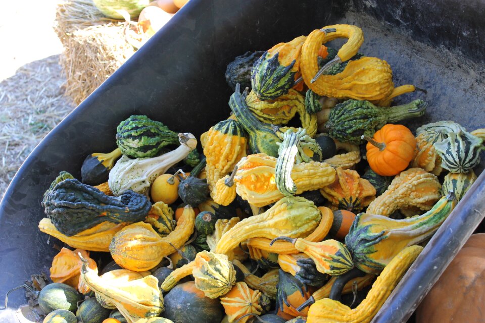 Pumpkins seasonal squash