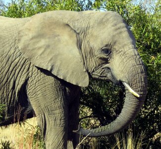 Safari wildlife animal