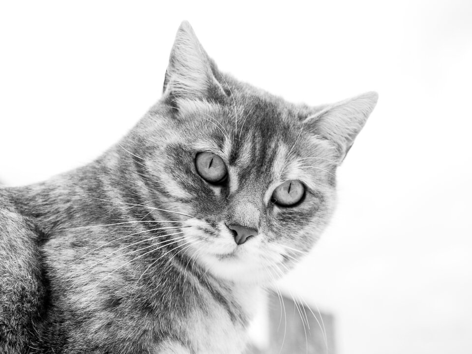 Animals black and white cats