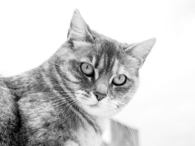 Animals black and white cats