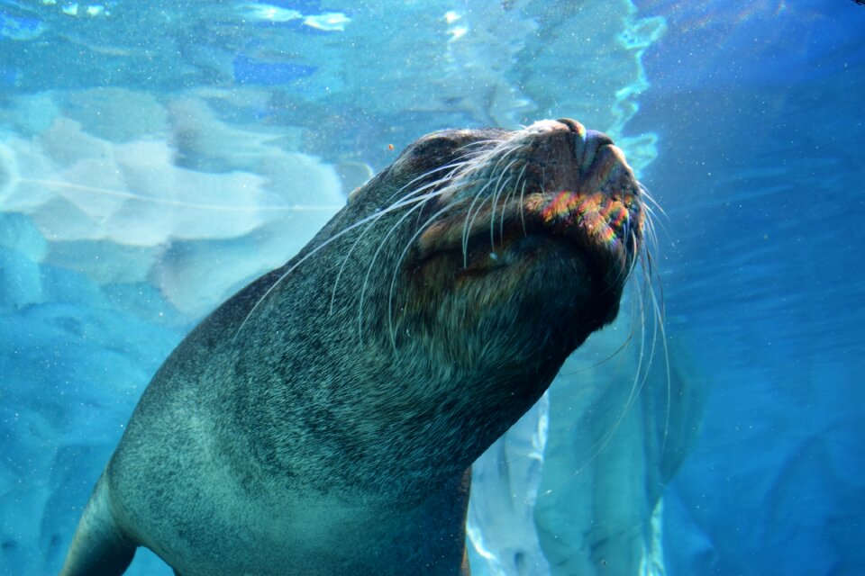 Phocas nature animal